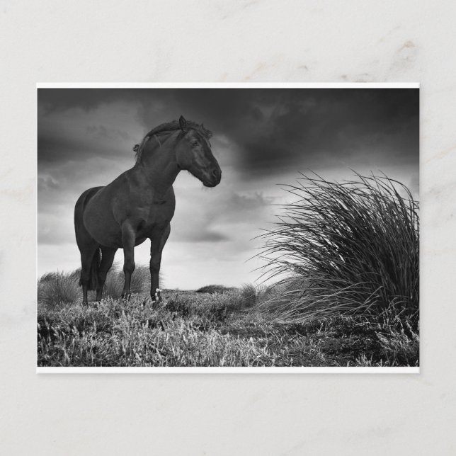 The Black Horse Postcard (Front)
