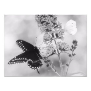 The Black One & The White One Butterfly Photograph