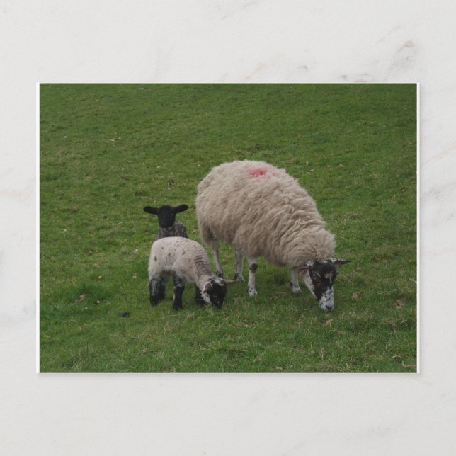 The Black Sheep Postcard (Front)