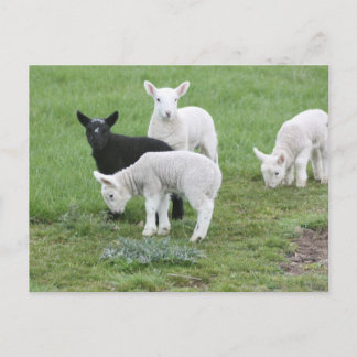 The Black Sheep Postcard