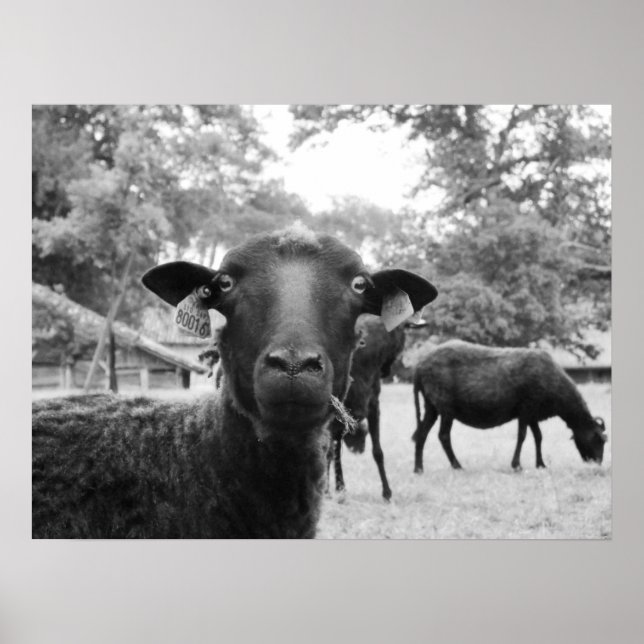 The Black Sheep Poster (Front)