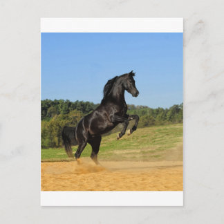 The Black Stallion Postcard