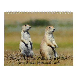 The Black-tailed Prairie Dog 2015 Calendar