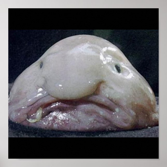 The Blobfish Poster (Front)