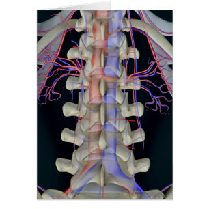 The blood supply of lumbar vertebrae
