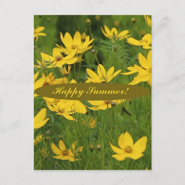 The blooming yellow daisy postcard (Front)