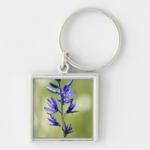 The blossom of a camas lily in Valley County, Key Ring
