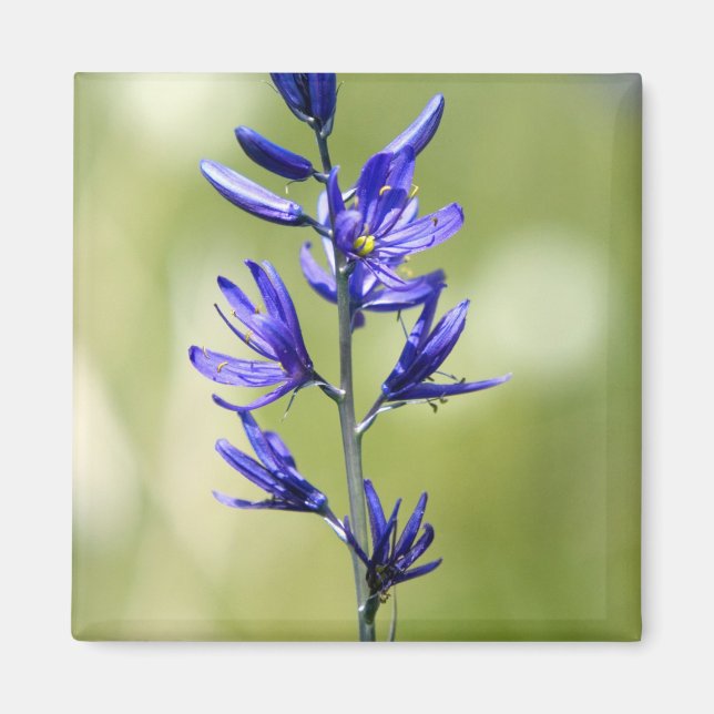 The blossom of a camas lily in Valley County, Magnet (Front)