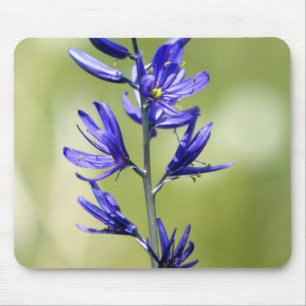 The blossom of a camas lily in Valley County, Mouse Mat