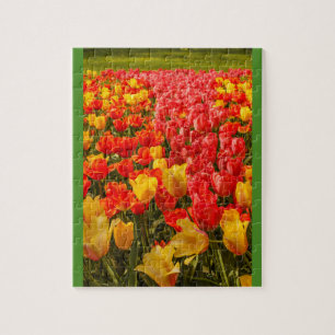 THE BLOSSOMING OF TULIPS IN A PARK photo puzzle