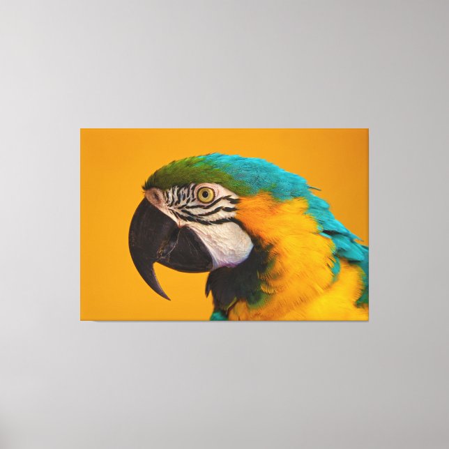 The Blue and Yellow Macaw Ara Ararauna Parrot Bird Canvas Print (Front)