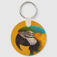 The Blue and Yellow Macaw Ara Ararauna Parrot Bird