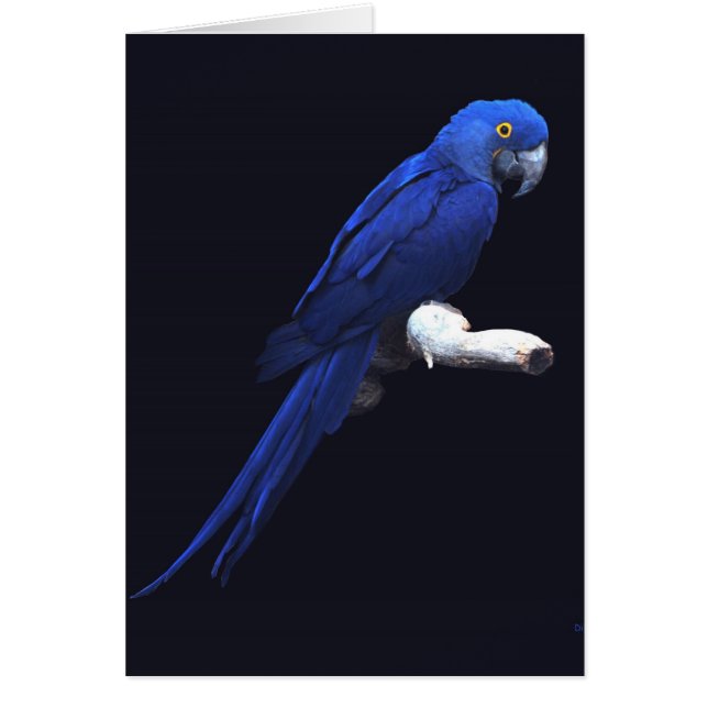 The Blue Beauty (Front)