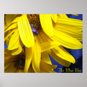 The Blue Bee On Yellow Sunflower Poster