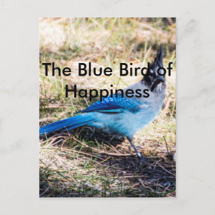 The Blue Bird of Happiness Postcard