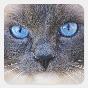 The Blue-Eyed Cat Square Sticker