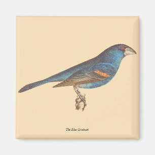 The Blue Grosbeak, James De Kay's New York Birds Magnet