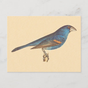 The Blue Grosbeak, James De Kay's New York Birds Postcard