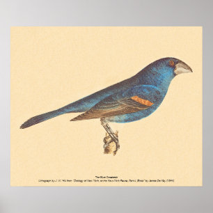 The Blue Grosbeak, James De Kay's New York Birds Poster