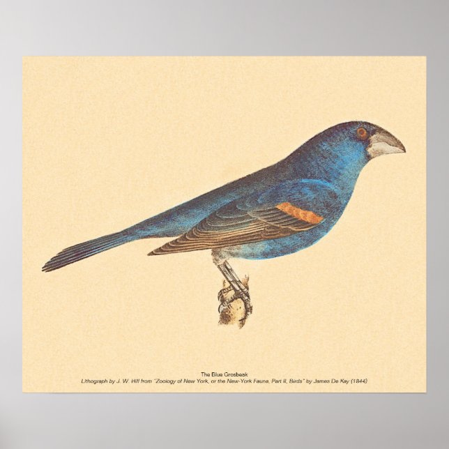 The Blue Grosbeak, James De Kay's New York Birds Poster (Front)