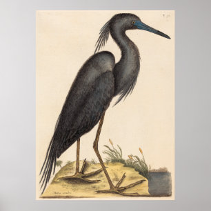 The Blue Heron (Ardea coerulea) Poster