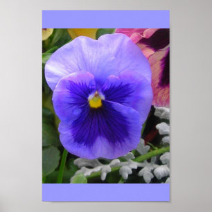 The Blue Pansy Poster