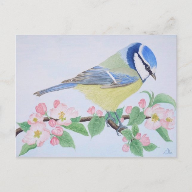 The Blue Tit in spring Postcard (Front)
