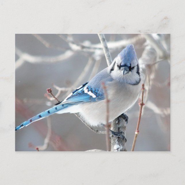 The Bluejay 1 Postcard (Front)