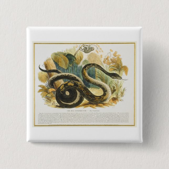 The Boa Constrictor, educational illustration pub. 15 Cm Square Badge (Front)