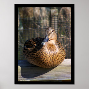 The Boardwalk Beauty Poster