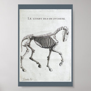 The bones of a horse poster