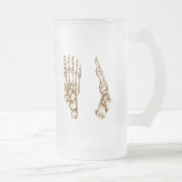 The bones of the human foot