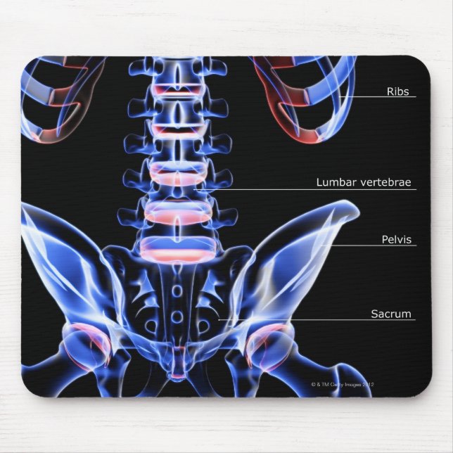 The bones of the lower back mouse mat (Front)