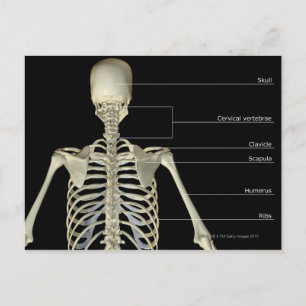 The bones of the upper body postcard
