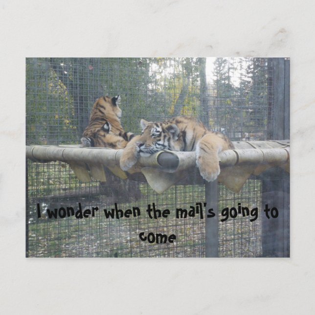 The Bored Tiger Postcard (Front)