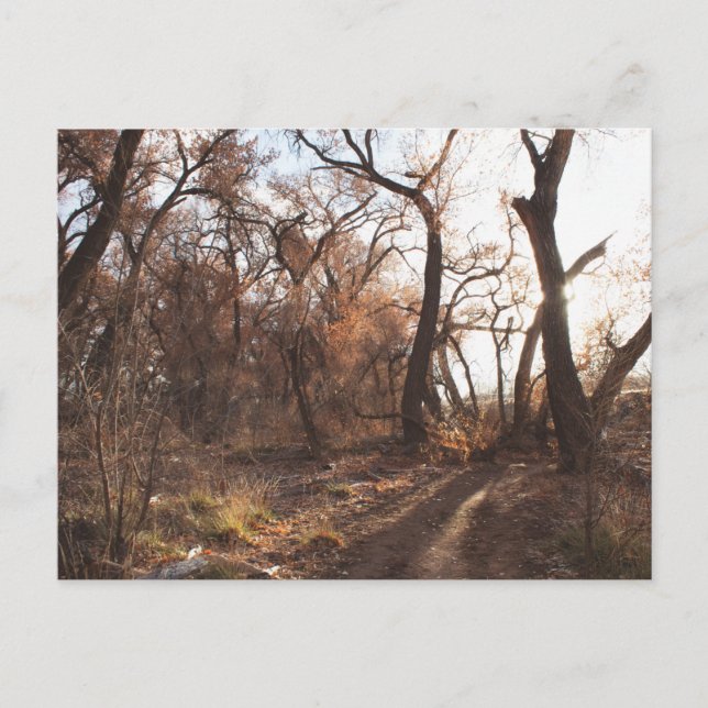 "The Bosque Choir" Postcard (Front)