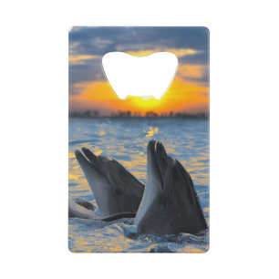 The bottle-nosed dolphins in sunset light