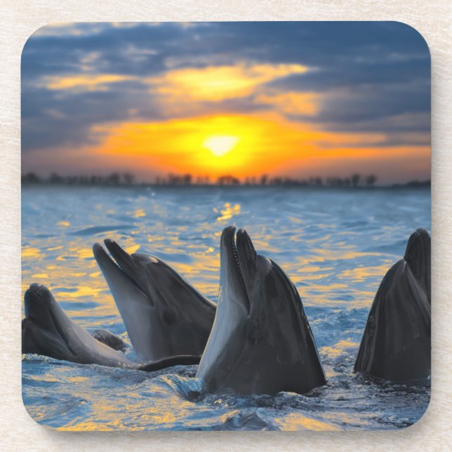 The bottle-nosed dolphins in sunset light coaster (Front)