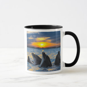 The bottle-nosed dolphins in sunset light mug