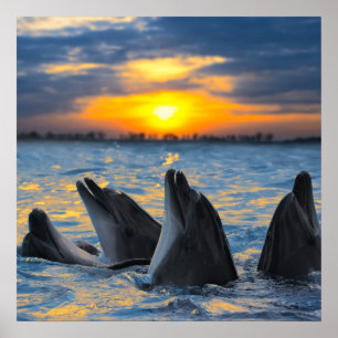 The bottle-nosed dolphins in sunset light poster