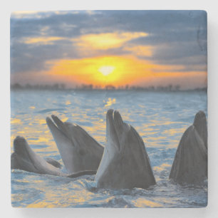 The bottle-nosed dolphins in sunset light stone coaster