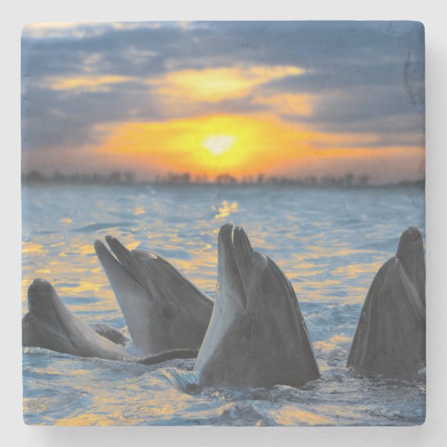 The bottle-nosed dolphins in sunset light stone coaster (Front)