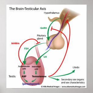 The brain testicular axis, male puberty control poster