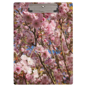 The bright Spring colour of cherry blossom Clipboard