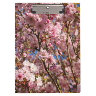 The bright Spring colour of cherry blossom Clipboard