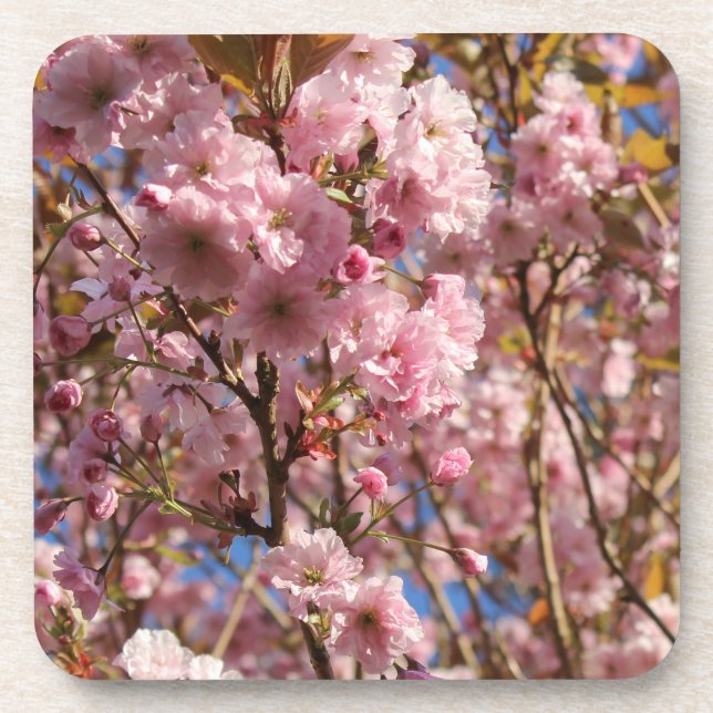 The bright Spring colour of cherry blossom Coaster (Front)