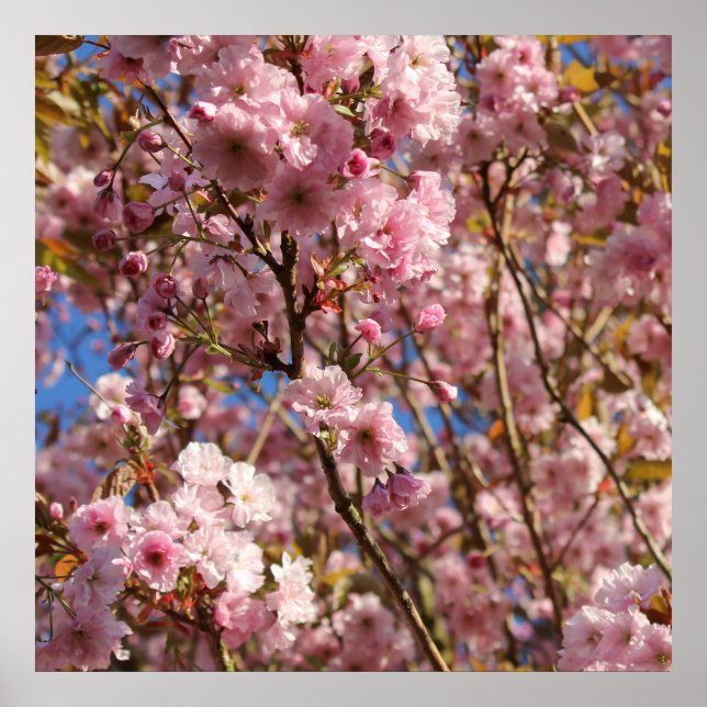 The bright Spring colour of cherry blossom Poster (Front)