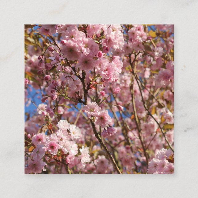 The bright Spring colour of cherry blossom Square Business Card (Front)