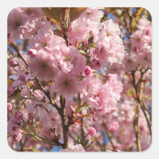 The bright Spring colour of cherry blossom Square Sticker