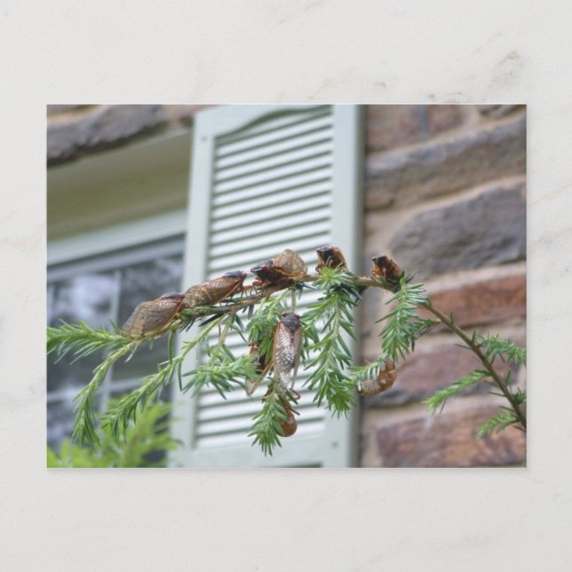 The Brood X Postcard (Front)